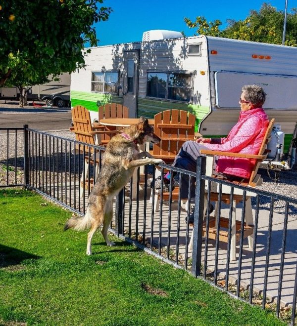 Why Pet Parents and Travelers Love the Convenience of Our Willis RV Resort Dog Walk Area in Willis, TX